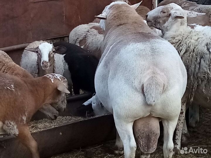 Катумские баран