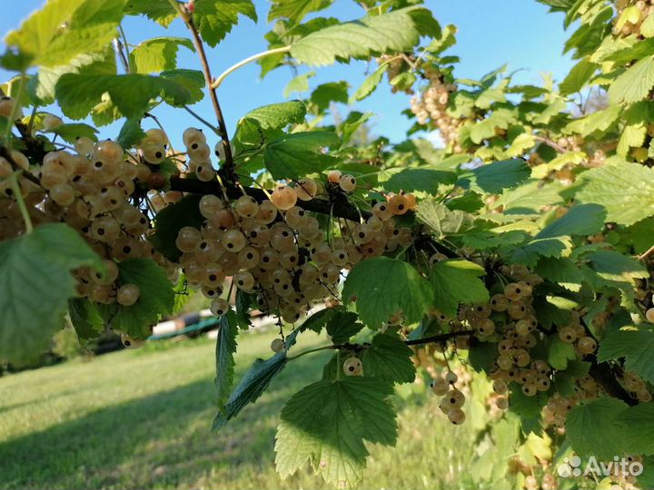 Смородина белая