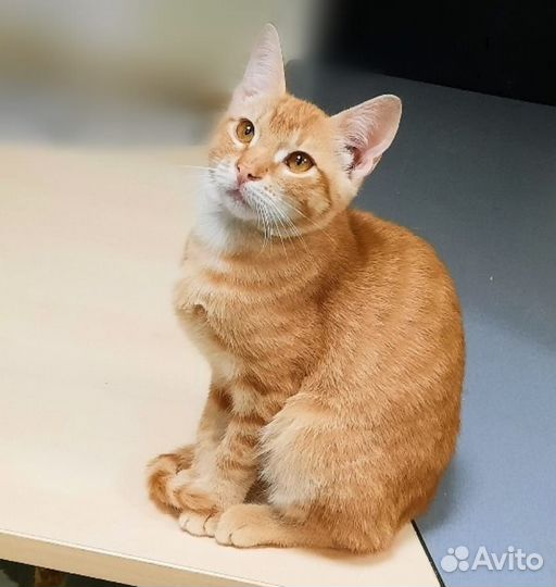 Кошки в добрые руки бесплатно