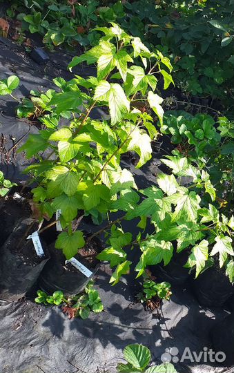 Саженцы смородины