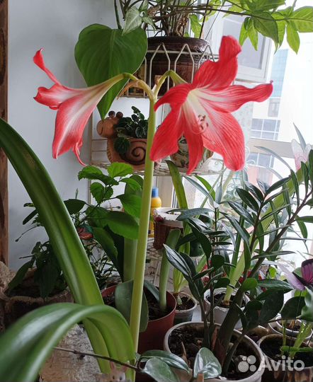 Гиппиаструм. Монстера. Филодендрон