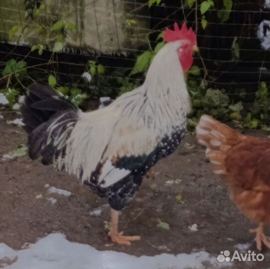 Продам петуха