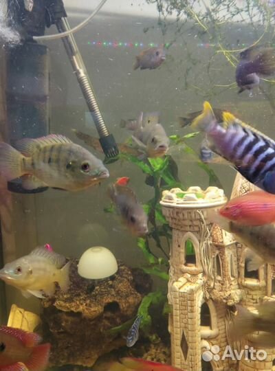 Аквариум 800л