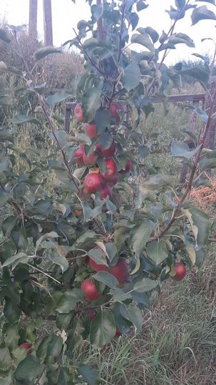 Участок 18 сот. (ИЖС)