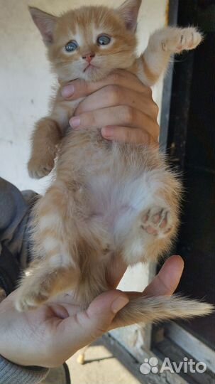 Котята, 1.5мес