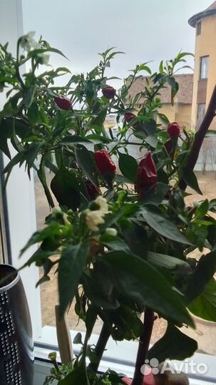 Рассада многолетнего острого перца