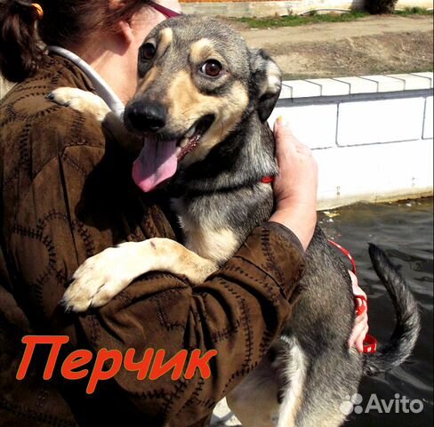 Комнатный пёсик