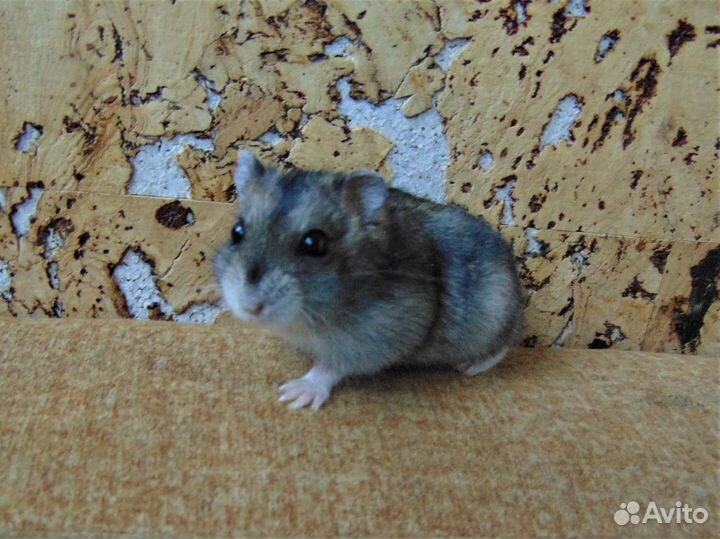 Джунгарские хомяки с новой клеткой от заводчика