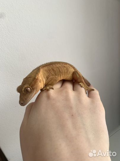 Бананоед самка