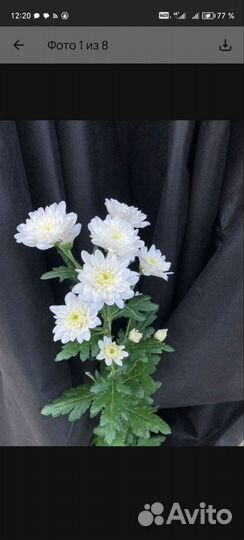 Хризантема срез