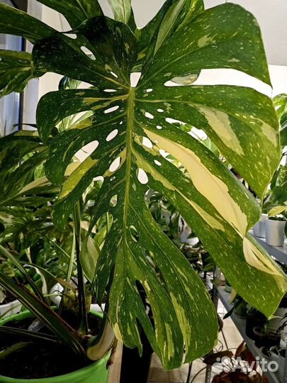 Монстера тайское созвездие