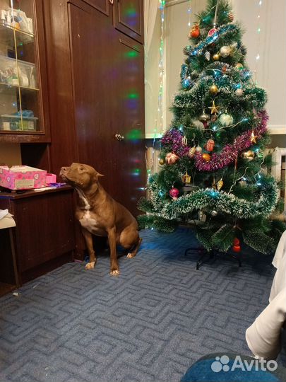 Питбуль вязка