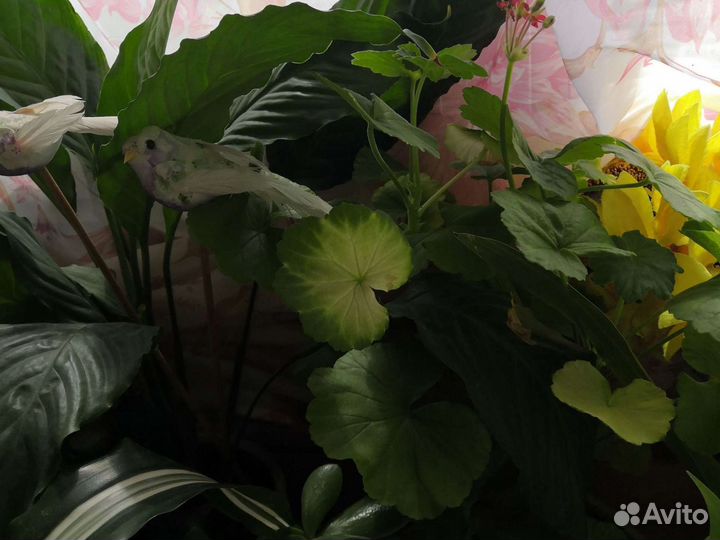 Комнатные растения цветы большие