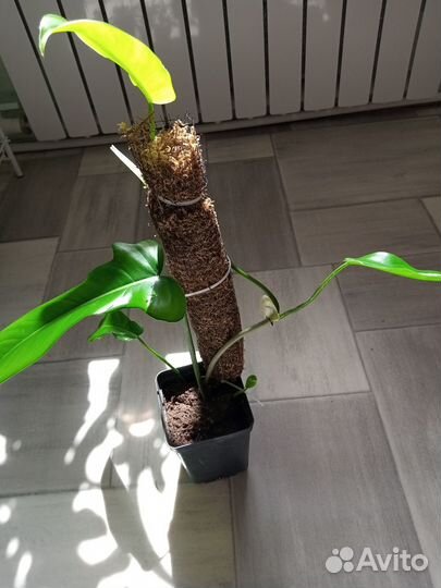 Филодендрон