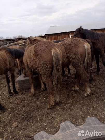 Жеребята 40 голов