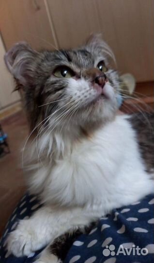 Мурзя - нежная кошка в поисках дома