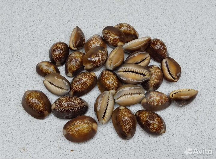 Капутсерпентус 2,70 морская ракушка раковина
