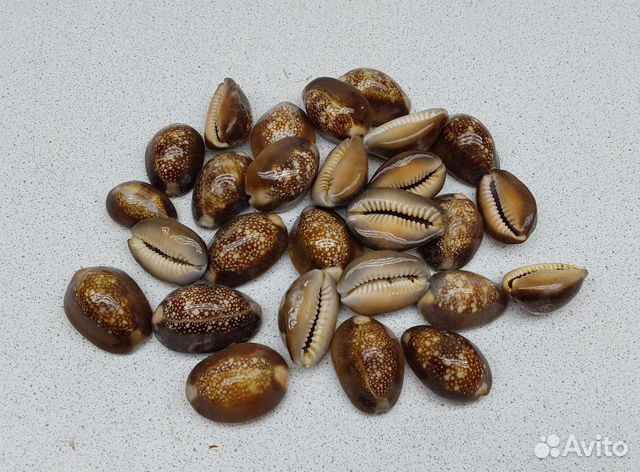 Капутсерпентус 2,70 морская ракушка раковина
