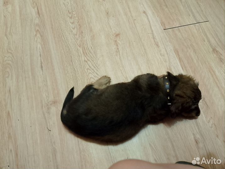 Собака в добрые руки отдам бесплатно