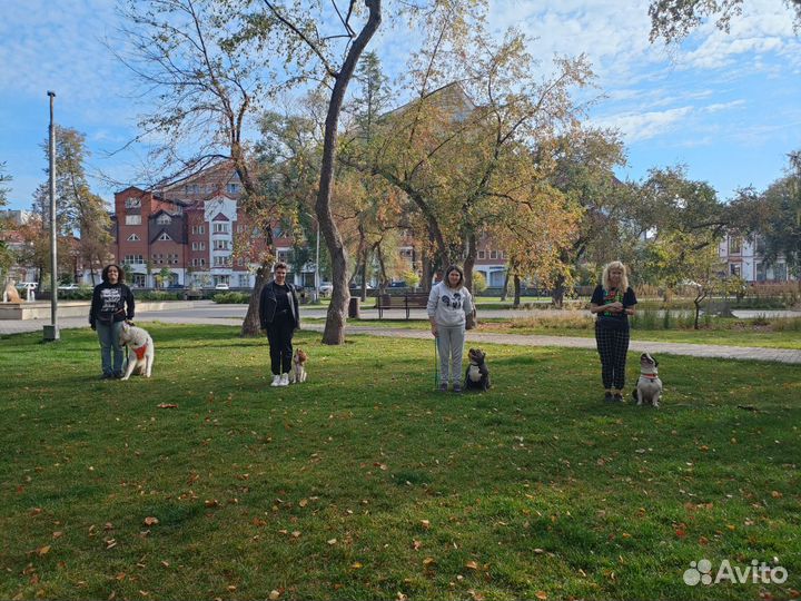 Групповые тренировки для щенков