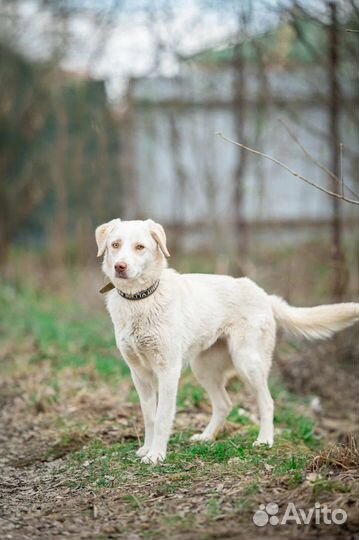 Собака девочка метис лабрадора в добрые руки