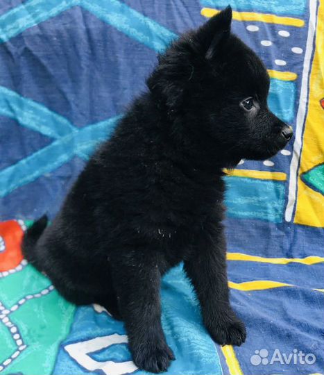 Шипперке, милые щенята