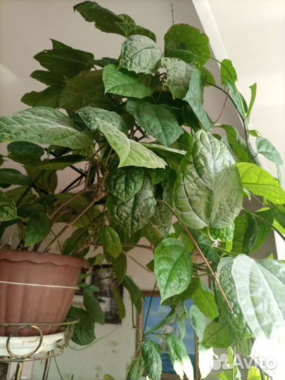 Клеродендрум томпсона