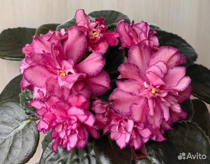 Сортовые фиалки