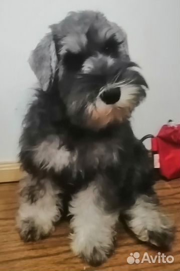 Щенок служебной и миниатюрной породы