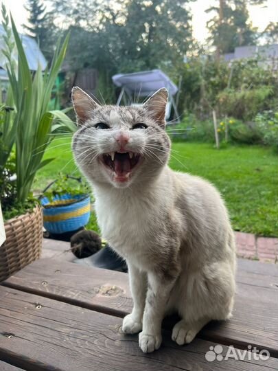 Кот в добрые руки