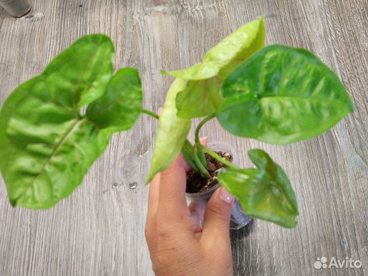 Сциндапсус, сингониум