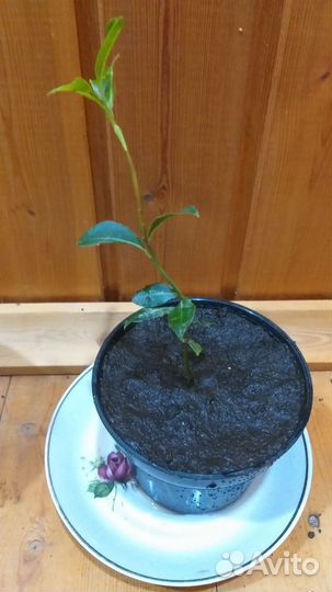 Лавр Благородный