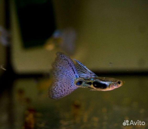 Гуппи голубая трава