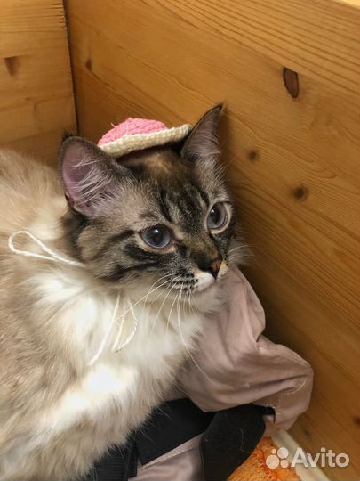 Кот в добрые руки