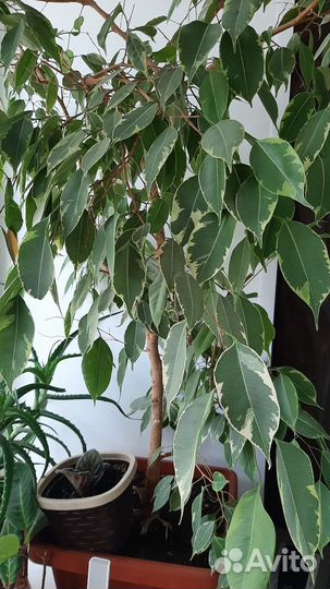 Фикус бенджамина