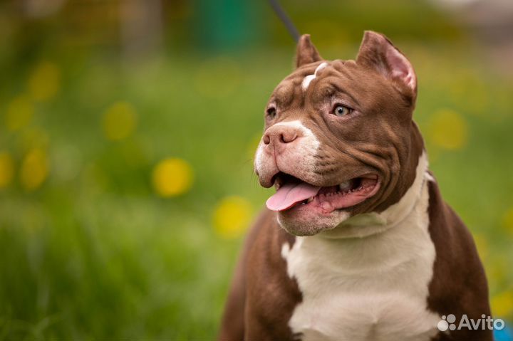 Амбулли покет