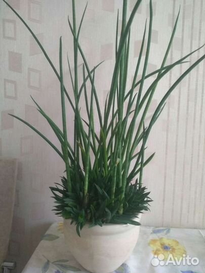 Сансевиерия