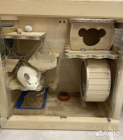 Продам шиншиллу