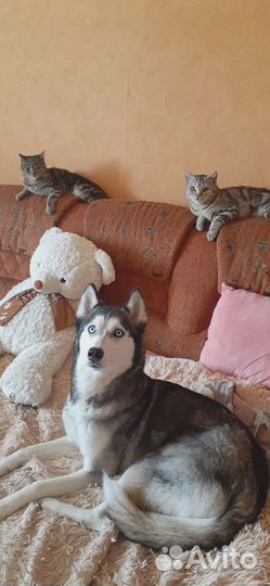 Пристраивается девочка породы Сибирский хаски