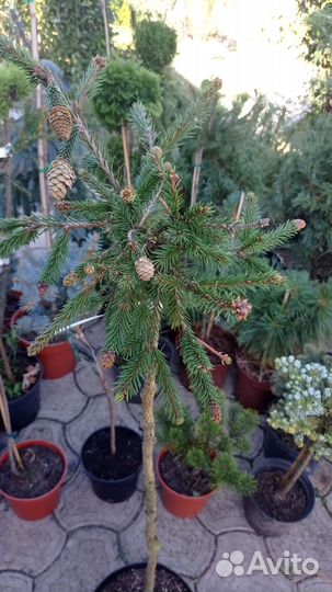 Ель пуш на штамбе