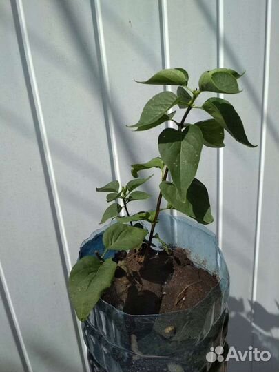 Белая махровая сирень