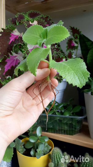 Черенки комнатной мяты