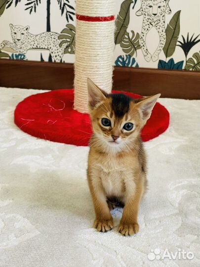 Абиссинские котята