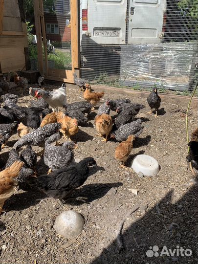 Куры несушки