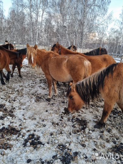 Продам кобылы башкирской породы