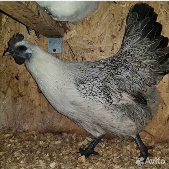 Инкубационное яйцо