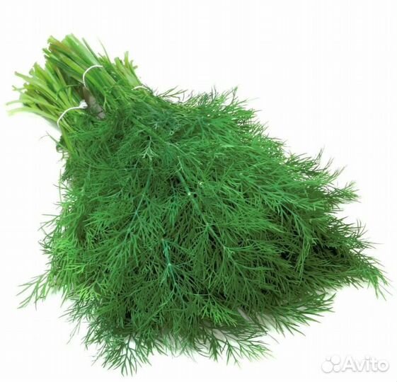 Укроп свежий