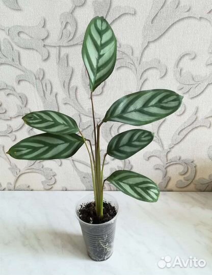 Ктенанта(калатея) деленки