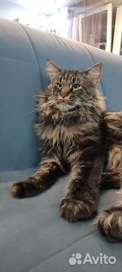 Аренда кота