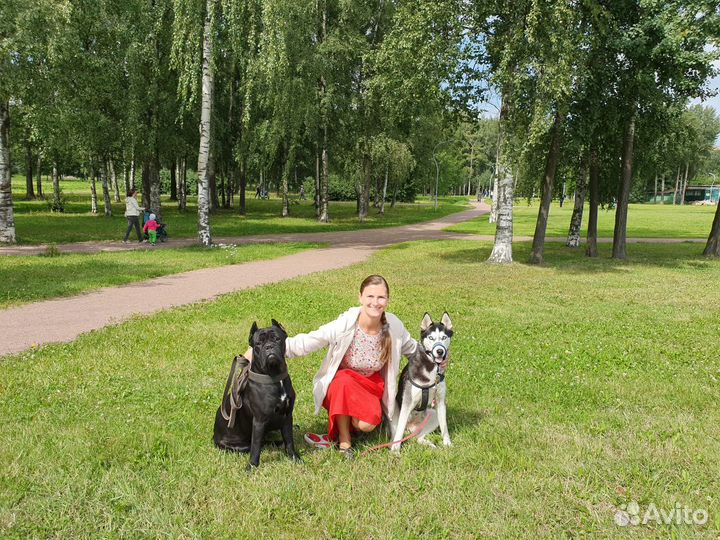 Передержка животных, выгул собак